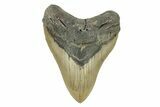 Serrated, Fossil Megalodon Tooth - North Carolina #272800-1